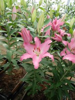 [5372 Lexus VZ No01.JPG]